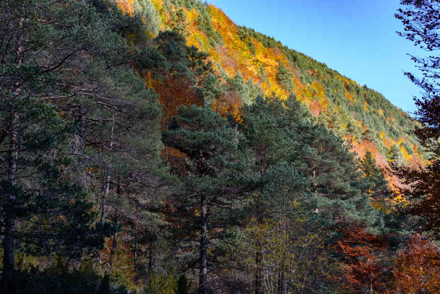 Huesca - parque nacional de Ordesa y Monte Perdido - valle de Pineta 34.jpg